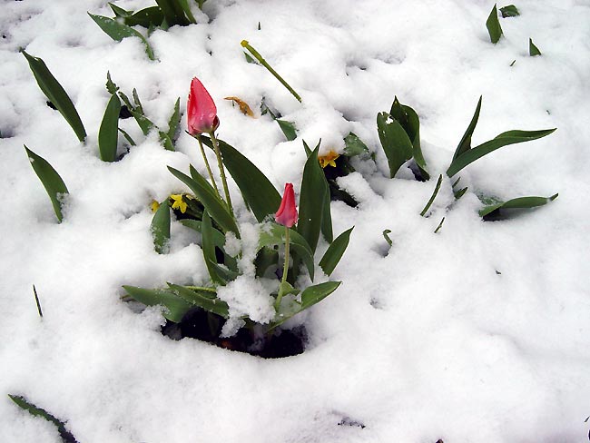 Tulpen im Schnee Oster Weekend Brigels